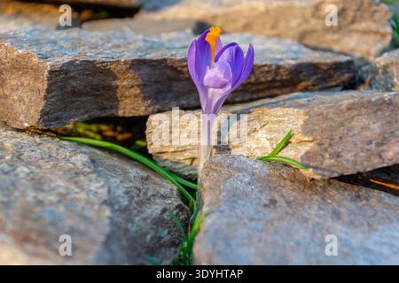 Crocus pourpre poussant entre les pierres sur le sol naturel au printemps Banque D'Images