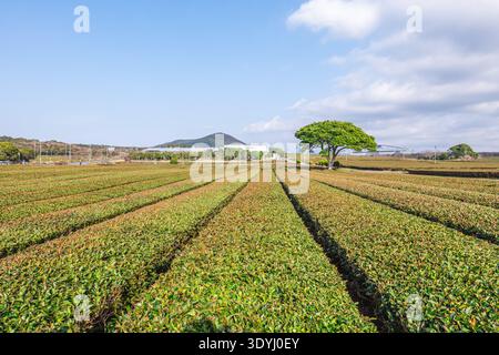 Le jardin de thé Seogwang situé dans la ville de Seogwipo, île de Jeju, Corée du Sud Banque D'Images