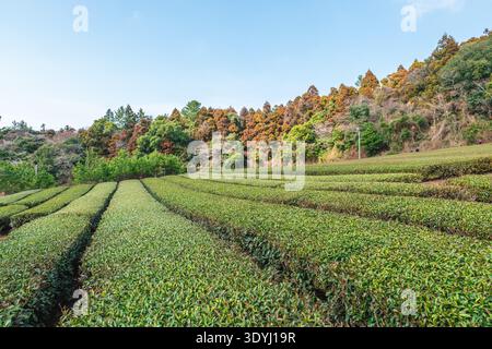 Le jardin de thé Seogwang situé dans la ville de Seogwipo, île de Jeju, Corée du Sud Banque D'Images
