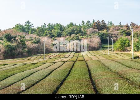 Le jardin de thé Seogwang situé dans la ville de Seogwipo, île de Jeju, Corée du Sud Banque D'Images