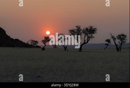 Coucher de soleil sur les arbres dans le désert à Sesriem, désert du Namib, Namibie, Afrique Banque D'Images
