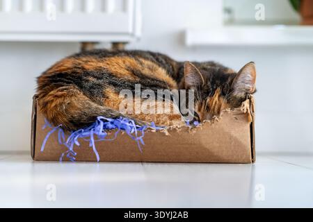 Chat calico endormi enroulé dans une petite boîte en carton sur le sol, sieste avec plaisir dans l'endroit préféré Banque D'Images
