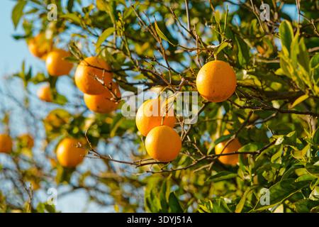 Plusieurs oranges fraîches suspendues ensemble parmi les feuilles vertes sur un arbre d'agrumes illuminé par la lumière chaude de l'après-midi dans un verger. Banque D'Images