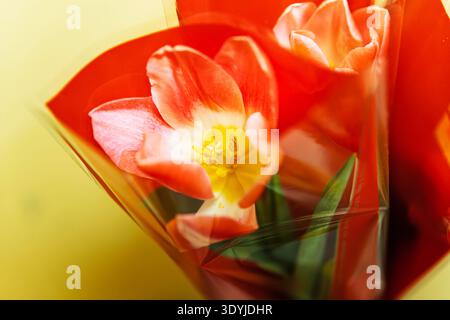 Gros plan de tulipes rouges et jaunes dans un emballage cadeau rouge vif. Banque D'Images