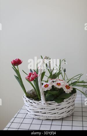 Fleurs de printemps en pots. Jonquilles colorées, primroses, pansies. Décorations rustiques de Pâques : panier en osier avec des tulipes sur un fond blanc sur blanc Banque D'Images