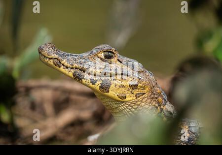 Caïman à museau large, (Caiman latirostris) bébé, Pantanal, Mato Grosso, Brésil. Banque D'Images