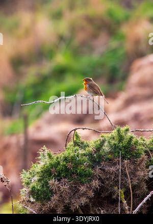 European robin (Erithacus rubecula aux abords) Banque D'Images