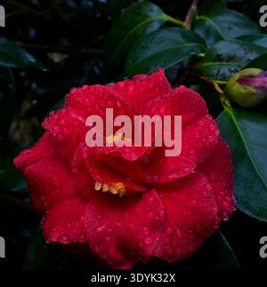 Têtes de fleurs de Camellia japonica en gros plan avec feuillage vert brillant. Banque D'Images