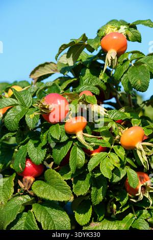 rosa rugosa rubra, rose japonaise rouge, septembre, fruits rouges sur buisson Banque D'Images