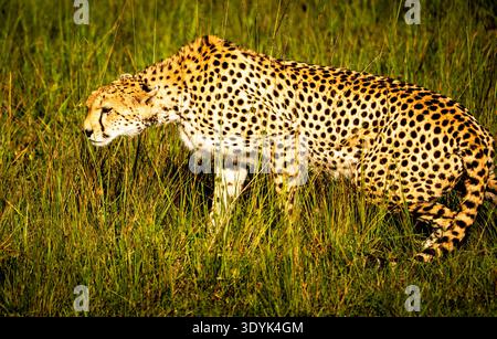 Guépard marchant à travers de hautes herbes vertes, profil latéral dans la lumière chaude du soleil Banque D'Images