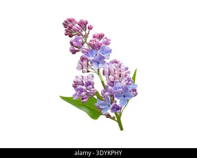 Branche de lilas frais (Syringa vulgaris) avec des bourgeons violets, des fleurs bleues et des feuilles vertes isolées sur fond blanc. Élément floral printanier pour le design, Banque D'Images