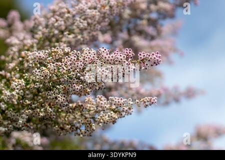 Gros plan de délicates fleurs roses de bruyère Erica canaliculata sur un ciel bleu clair. La faible profondeur de champ met en évidence les fines fleurs de Channell Banque D'Images