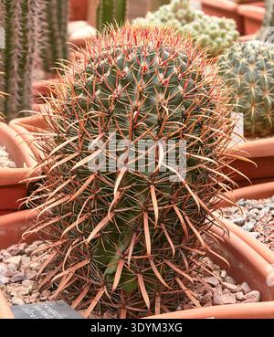 La péninsule de Ferocactus présente des épines frappantes aux pointes rouges, placées dans un pot en terre cuite aux côtés de divers autres cactus dans un environnement de serre Banque D'Images