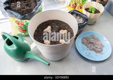 Racines de gingembre placées sur le sol dans un pot en plastique blanc. Scène de jardinage à la maison avec un arrosoir vert et des fournitures de plantation sur un rebord de fenêtre ensoleillé Banque D'Images
