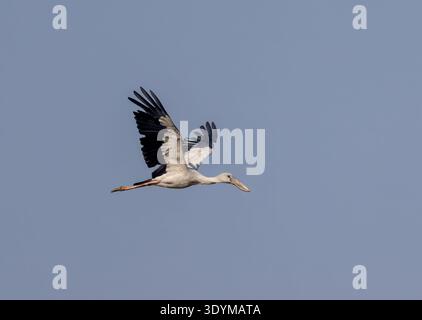 La cigogne asiatique à bec ouvert est un grand échassier de la famille des cigognes Ciconiidae. Banque D'Images