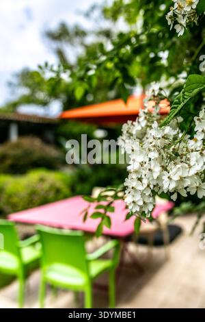 Décor paisible de patio avec un ensemble de salle à manger coloré avec des chaises vert vif et une table rose, avec des fleurs de jasmin blanc au premier plan Banque D'Images