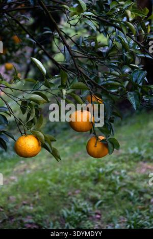 Oranges mûres suspendues à une branche d'agrumes Banque D'Images