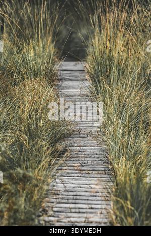Une promenade de boad menant à travers l'herbe haute, verticale Banque D'Images