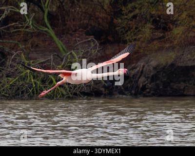 Grand flamant rose (Phoenicopterus roseus) en vol au-dessus de l'eau avec des ailes déployées. Camargue, France. Banque D'Images