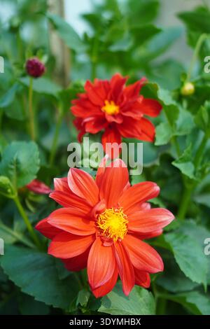 Gros plan de fleurs de Dahlia rouge avec le centre jaune dans un jardin Banque D'Images