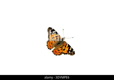 Les papillons mouvementés sur les plantes collectent le nectar. Vanessa cardui le regard migrateur arrivant d’Afrique. Quand les papillons volent au-dessus d'un beau spectacle d'un Banque D'Images