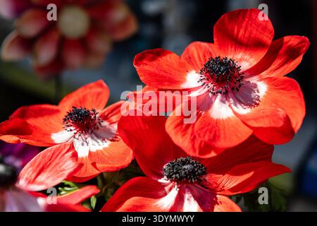Pavot rouge d'Islande, fleur d'Oreomecon nudicaulis Poppies d'Islande poussant dans le sud de la Californie Banque D'Images