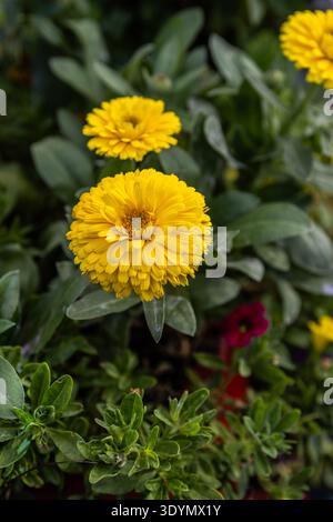 Calendula ou pot de soucis poussant en Californie , Etats-Unis Banque D'Images
