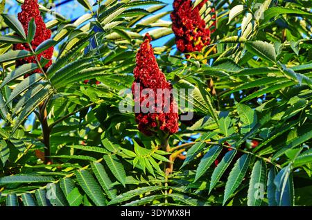 Feuilles vertes et inflorescences rouges des graines de cerf sumac ou sumac moelleux ou vinaigre (lat. Rhus typhina). Banque D'Images