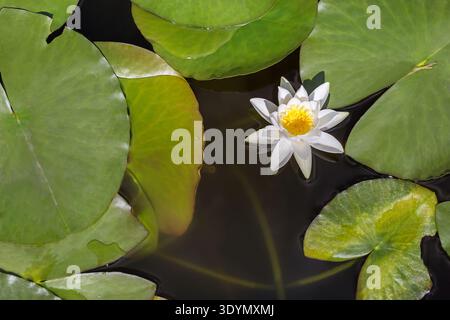 Nénuphar flottant sur l'étang avec des feuilles vertes Banque D'Images
