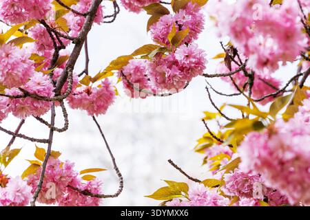 Les fleurs de cerisier roses sur les branches d'arbre encadrent un fond doux lumineux avec bokeh et espace de copie naturel. Flou artistique, flou de mouvement. Banque D'Images