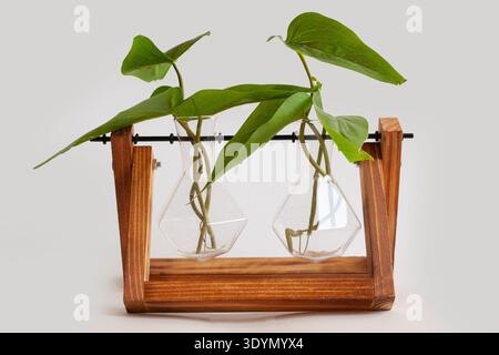 Fausse plante dans une jardinière en bois et en verre Banque D'Images