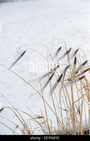Tiges d'orge séchée soufflant dans le vent dans une scène hivernale froide Banque D'Images
