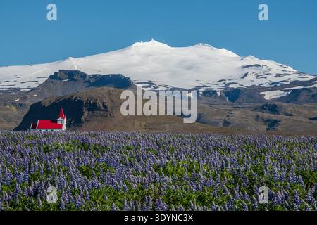 Église de Ingjaldshólskirkja derrière un champ de lupins avec le glacier de Snæfellsjökull en arrière-plan, Islande. Paysage estival emblématique sur Snæfellsnes Banque D'Images