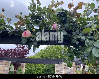 Pierre de Ronsard (Eden Rose) sur une pergola Banque D'Images
