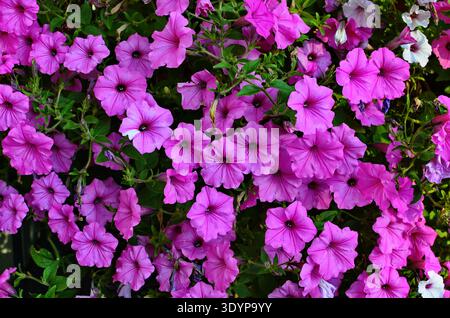 Gros plan d'une bordure florale avec une fleur colorée Petunia Wave Sweetheart Banque D'Images