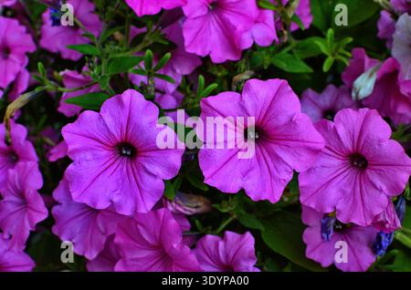 Gros plan d'une bordure florale avec une fleur colorée Petunia Wave Sweetheart Banque D'Images