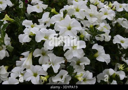 Gros plan d'une bordure florale avec une fleur colorée Petunia Wave Sweetheart Banque D'Images