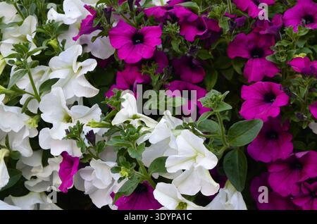 Gros plan d'une bordure florale avec une fleur colorée Petunia Wave Sweetheart Banque D'Images
