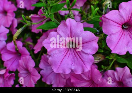 Gros plan d'une bordure florale avec une fleur colorée Petunia Wave Sweetheart Banque D'Images