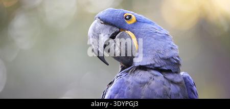 Perroquet d'aras jacinthe perché avec des plumes bleues éclatantes et un anneau jaune pour les yeux sur un fond bokeh naturel doux. Large bannière animalière avec copie s Banque D'Images