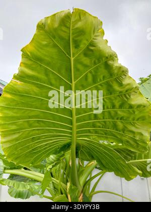 Vue de dessous d'une feuille géante d'Alocasia Macrorrhizos verte contre un ciel lumineux, grand feuillage d'oreille d'éléphant tropical avec veines détaillées et T côtelé Banque D'Images