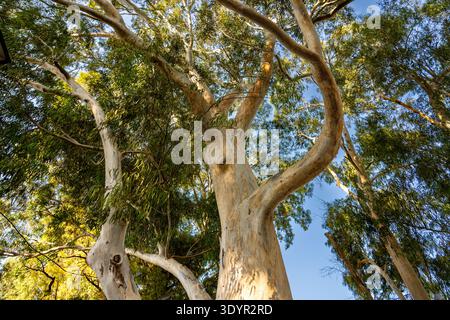 Les eucalyptus montrent de grands troncs et des branches qui coulent comme des danses qui s'étendent vers le ciel, leurs feuilles baignées de lumière du soleil sur un dos bleu clair Banque D'Images