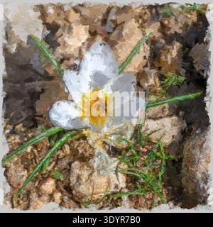 Image améliorée numériquement d'un Crocus hyemalis Winter ou White Crocus avec une floraison centrale jaune vif sur un sol rocheux sec et un soleil éclatant Banque D'Images