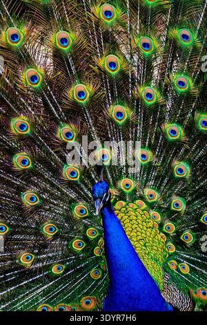 Peacock montrant ses magnifiques plumes irisées de queue, en les ventilant en gros plan détaillé, mettant en évidence les motifs complexes et les yeux comme des yeux Banque D'Images