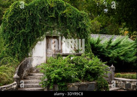 Entrée végétalisée à une habitation délabrée, entourée de feuillage dense et de vignes. Entrée sereine et mystérieuse au jardin abandonné, dépassé par na Banque D'Images