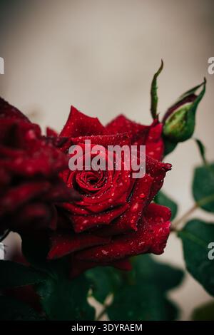 Red rose with water droplets in dramatic close up Banque D'Images