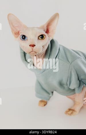 Chat sans poils portant un sweat-shirt à capuche bleu bébé se trouve sur la boîte blanche Banque D'Images
