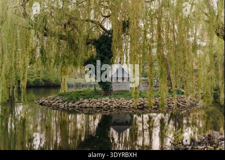 Saule et maison de canard sur une petite île dans l'étang du parc Banque D'Images