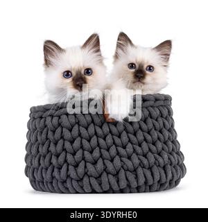 Adorable duo de chatons chat Sacred Birman, assis dans un panier tricoté gris. Les deux regardent vers la caméra avec des yeux bleus spécifiques à la race. Isolé sur fond blanc. Banque D'Images