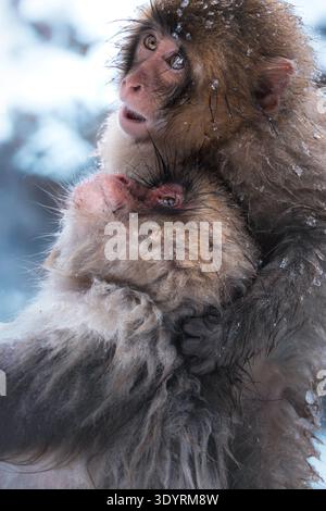 Vue d'une mère singe des neiges embrasse son bébé, leur fourrure saupoudrée de flocons de neige sur fond glacé, un moment tendre figé dans le temps, Yamanochi, Banque D'Images